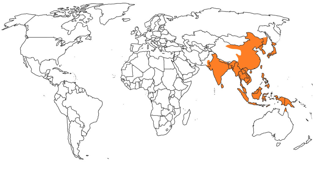 日本脳炎は東南アジアから南アジアにかけて流行しています。