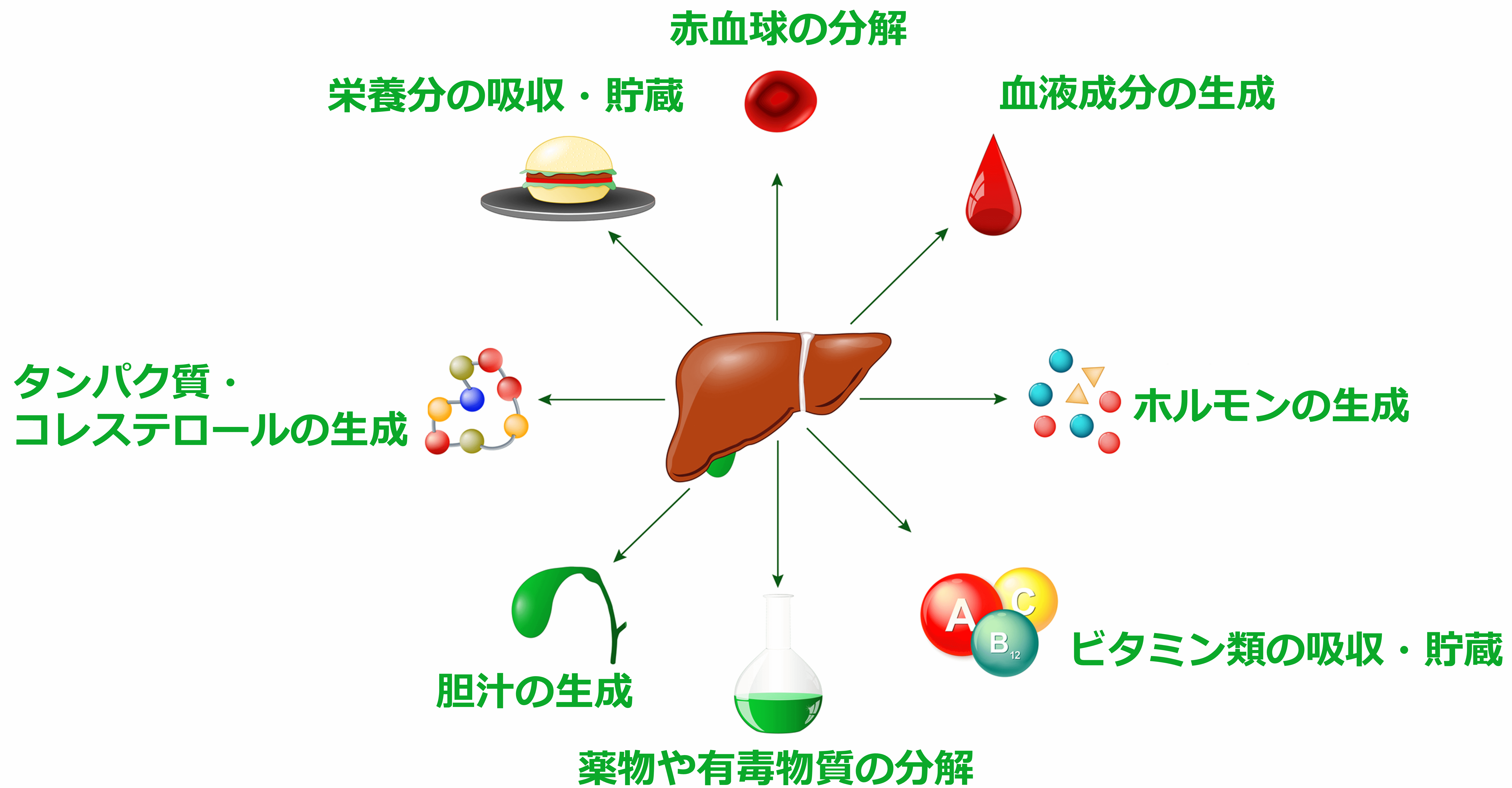 肝臓の健康を改善するには何が役立ちますか?